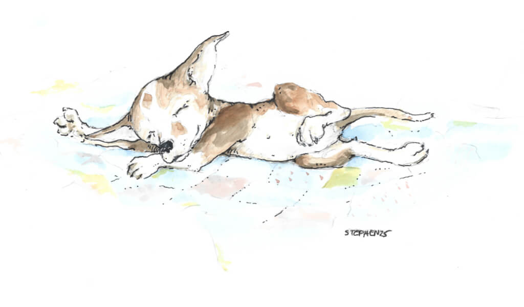 Kolorierte Skizze von Lurchi, Stephens Hund. Lurchi liegt lang ausgestreckt
      auf dem Boden, die Zunge hängt ihr aus dem Maul, während sie friedlich schläft.